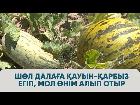 Видео: Шөл далаға қауын-қарбыз егіп, мол өнім алып отыр