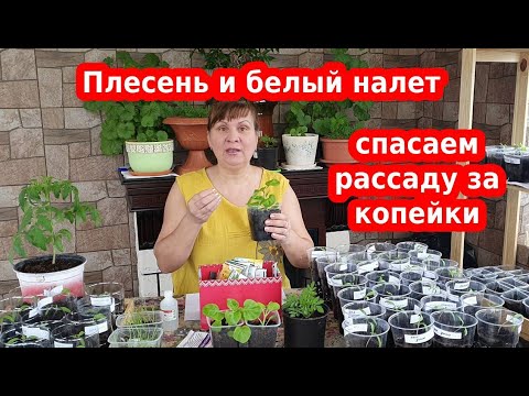 Видео: На земле белый налет, плесень на рассаде: Что делать? Как избавится от налета?