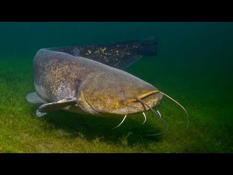 Видео: Как просто поймать сома.