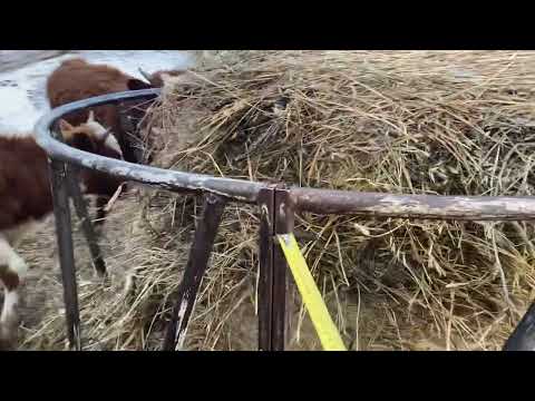 Видео: Размеры уличной кормушки для скота