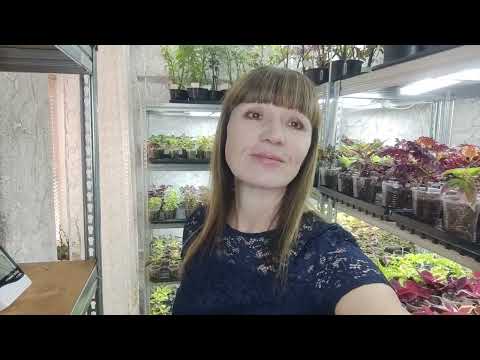 Видео: Где купить такие стеллажи для рассады. Какие выбрать? Честный обзор с размерами. Все плюсы и минусы.