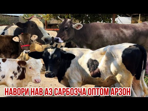 Видео: Молҳои Сарбозча Бугузҳои сар  сина гуночин буқаҳои нигоҳбори гусолаҳои сорти якум 10 октября 2025 г.