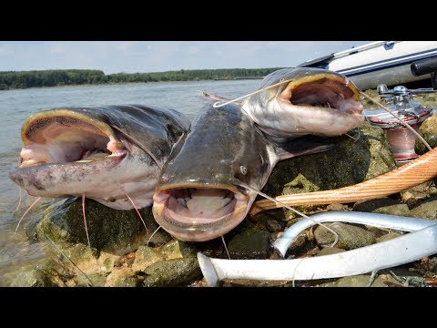 Видео: Магията на дунавския сом - част 1