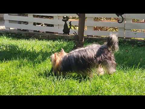 Видео: Цена 50 т.р‼️ мальчик Тайлер в поиске семьи 🥰 Доставка по миру+79788972514