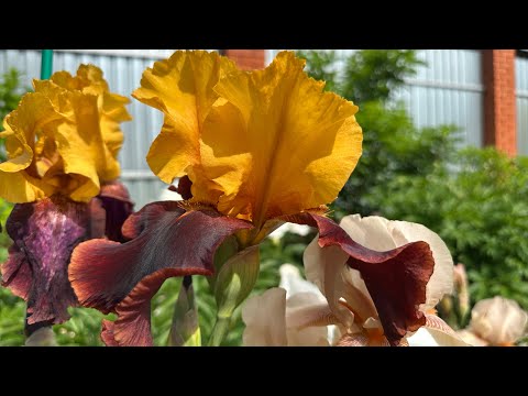 Видео: Цветут бородатые ирисы. Июнь 2025.