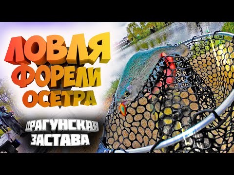 Видео: Ловля форели и осетра! Безлимит "Драгунская застава"