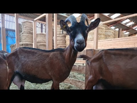 Видео: Плюсы и минусы разных способов содержания коз в запуске