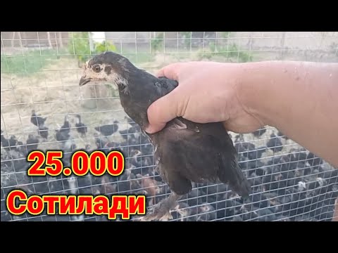 Видео: Бизнес учун 1 ойлик жужалар сотилади