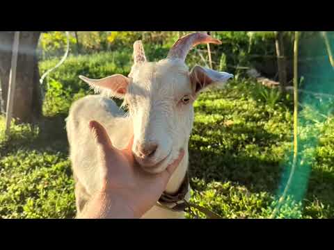 Видео: Завел друга вместо мяса. Аир и чабрец от изжоги