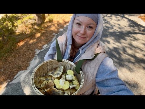 Видео:  Грибы-зеленушки в Америке? Последний поход за грибами обернулся сенсацией! Зеленушки на Cape Cod / 