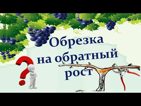 Видео: Обрезка винограда на обратный рост