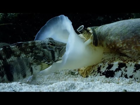 Видео: Это настоящий подводный танк! САМАЯ ОПАСНАЯ улитка и ее друзья!