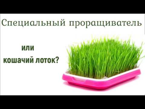 Видео: Покупать ли проращиватель или пользоваться подручными средствами?