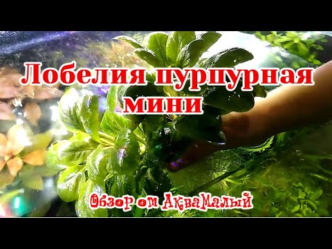 Видео: ОБЗОР ЛОБЕЛИЯ ПУРПУРНАЯ МИНИ. СОДЕРЖАНИЕ И УХОД