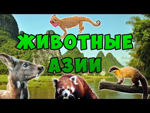 Видео: Животные Азии для детей | Развивающее видео о живой природе Азиии | Карточки Домана