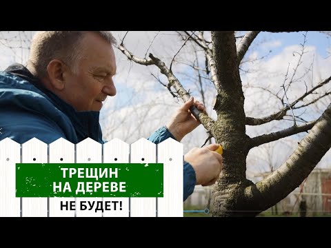 Видео: Что делать, если трескается кора? Это должен знать каждый!