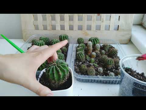 Видео: 🌵Как пересадить кактус? Рассаживаем детки кактусов