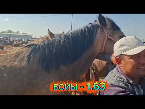 Видео: 13.10.25Сарыағаш.Аттар,биелер,биелер құлынымен,байталдар,құнандар,дөнендер,жабағылар,тайлар,құлындар