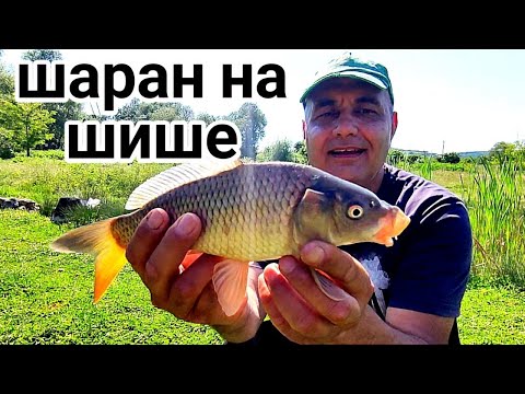 Видео: РИБОЛОВ НА ШАРАН С ШИШЕ И ЗВЪНЧЕ НА ДЪНО! ЕДИН ПОЗАБРАВЕН МЕТОД ОТ НАШЕТО ДЕТСТВО, КОЙТО РАБОТИ СЕГА