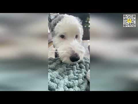 Видео: 🐶🤯 Смешные моменты с собаками, снятые на камеру! 😂🔥 МИЛЫЕ ВИДЕО С СОБАКАМИ