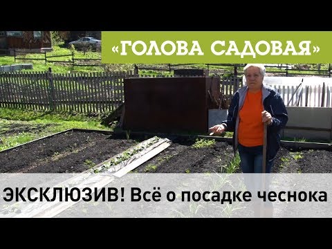 Видео: Голова садовая - ЭКСКЛЮЗИВ! Всё о посадке чеснока