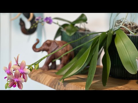 Видео: Обзор цветущих орхидей #goldenapple #liodoro #violetqueen и другие 😜🙌🌺