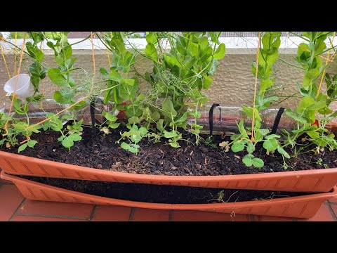 Видео: Капельный полив. Расход воды за сутки.