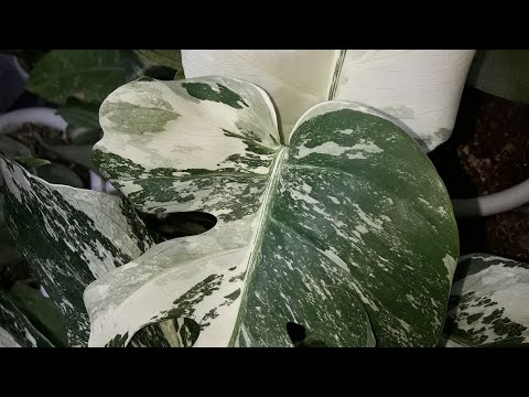 Видео: КОМНАТНЫЕ РАСТЕНИЯ.ЭКСПЕРИМЕНТ.               МИКОРИЗА,ДЛЯ РАСТЕНИЙ.