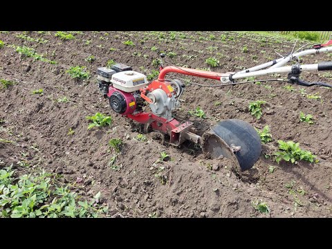 Видео: первое окучивание картофеля / The first hilling of potatoes #огород #мотоблок