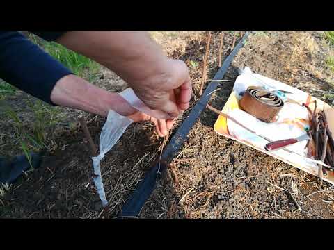 Видео: Прививка Никитской Бордовой хурмы на Виргинку