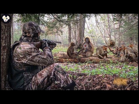 Видео: Как фермеры справляются с миллионами инвазивных бабуинов | Документальный фильм о сельском хозяйстве