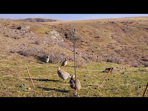Видео: 23 марта 2025 г.