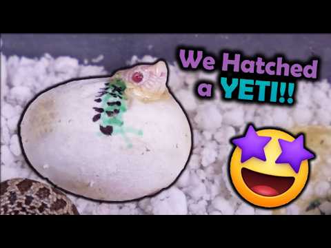 Видео: Вылупляются малыши снежных хряков!