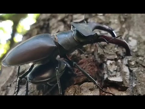 Видео: Жук-олень. Описание, этимология, размножение и вся информация о жуках-оленях в одном видео Июнь 2024