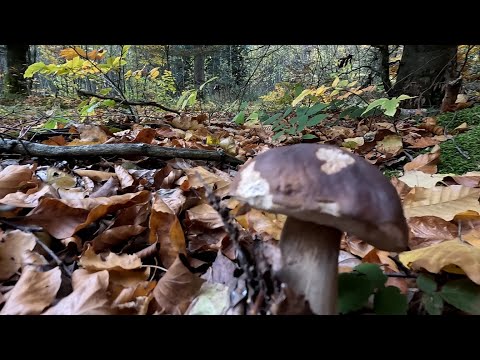 Видео: Гарний результат як на даний час! до лісу по Білі Гриби
