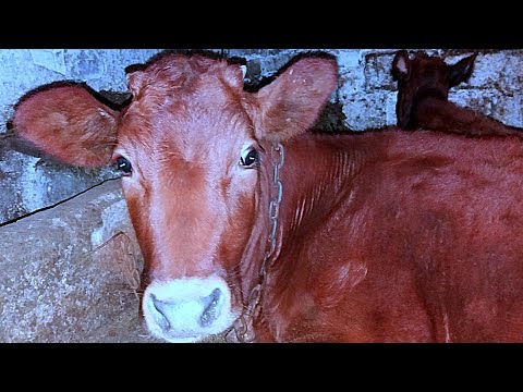 Видео: Телята погибают в сараи