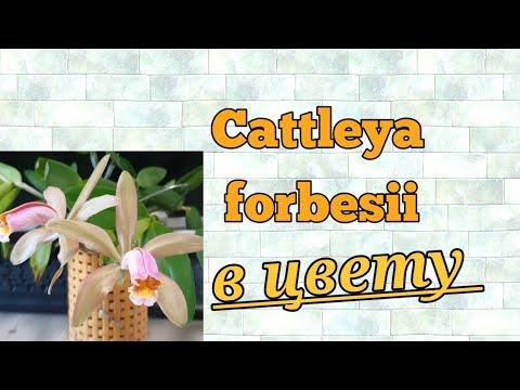 Видео: Каттлея.Cattleya forbesii.