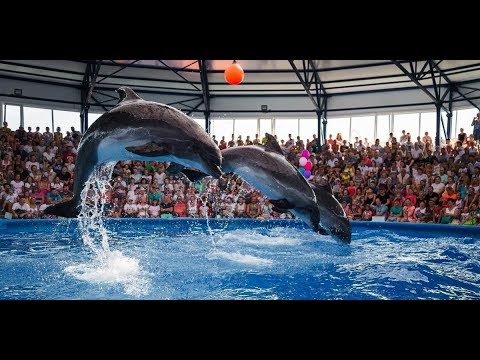 Видео: Дельфинарий Сочи парк. Полное видео представление.