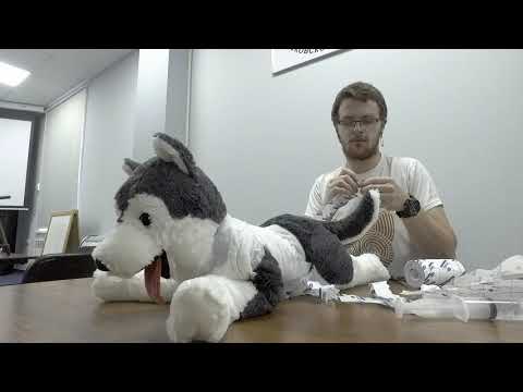 Видео: Практическое занятие для волонтеров - Наложение повязок животным. Часть 2