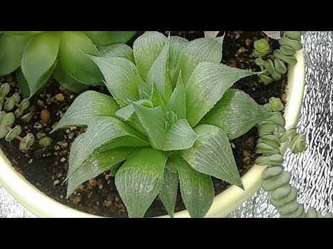 Видео: Все мои Хавортии 22.10.2019 г.