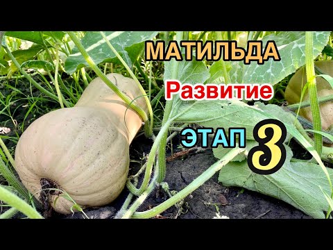 Видео: Матильда размеры тыквы