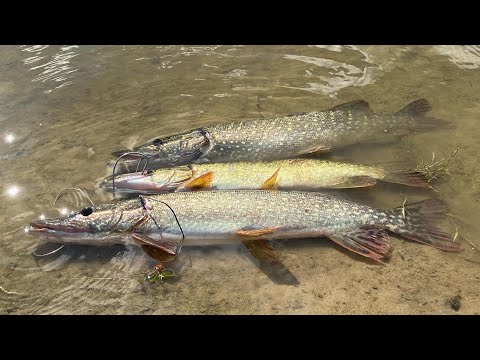 Видео: Осінній жор щуки 2022. Почала клювати крупніша!! Рибалка на р. Горинь