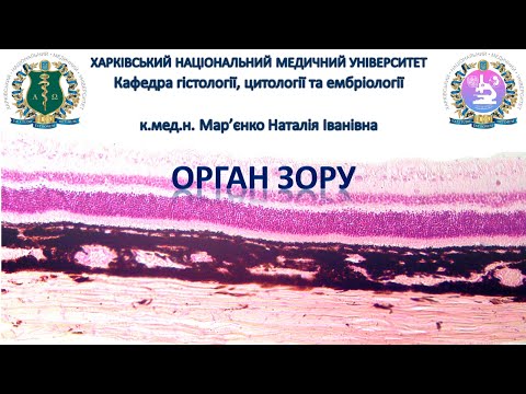 Видео: Органи чуття, частина 2. Орган зору. Гістологія