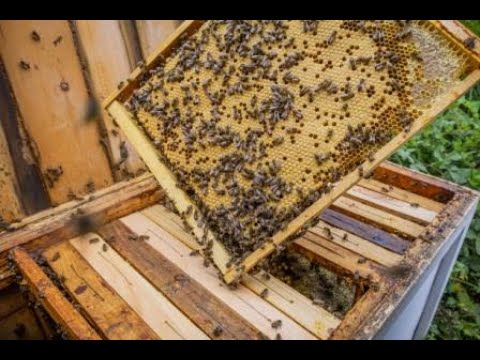 Видео: Коване на преградни рамки за пчелно семейство