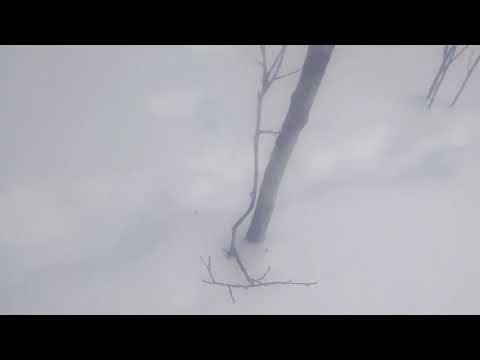 Видео: проверка петель на зайца 6012018