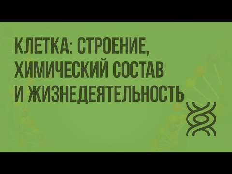 Видео: Клетка: строение, химический состав и жизнедеятельность. Видеоурок по биологии 8 класс