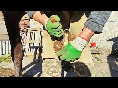 Видео: Підковування спортивного коня Shoeing a sports horse