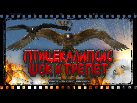 Видео: ПТИЦЕКАЛИПСИС: ШОК И ТРЕПЕТ [Треш Обзор]