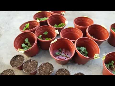 Видео: Геран гулини кучат килиш 26 июл #flowers #gerdan #geran #gullar