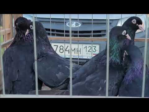 Видео: Сельские голуби. часть 2,  птичий рынок г Кропоткин.